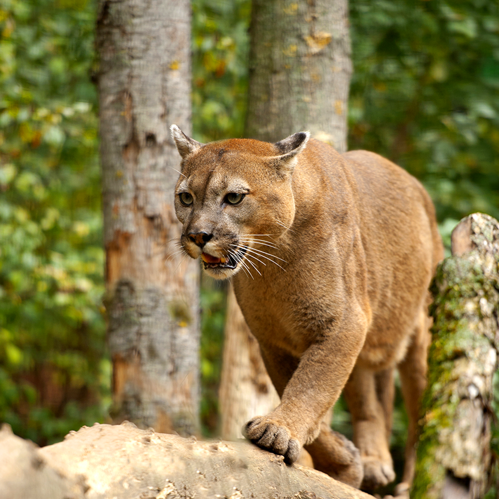 Onça-parda: o grande felino do Parque das Neblinas – Ecofuturo